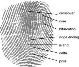 Composite Fingerprint